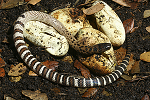 captive bred hatchling december 2006 these are not easy