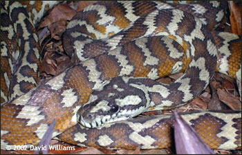 Papuan Python - Reptile Forums