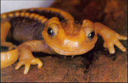 The Mandarin Salamander FAQ by Marc S Staniszewski