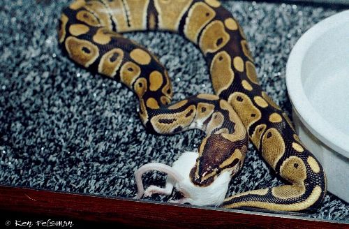 http://www.kingsnake.com/ballpythonguide/eating2.jpg