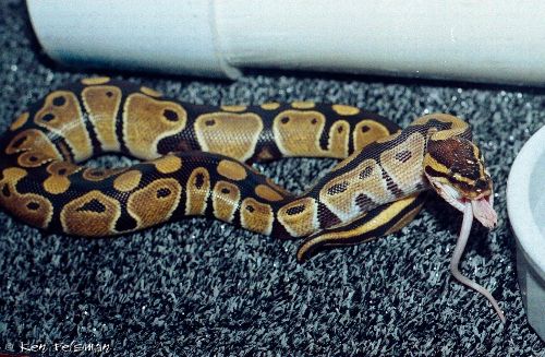 Mouth Rot Snake