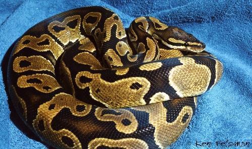 Ball-Pythons.net