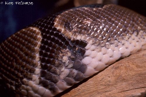 Snake Mites