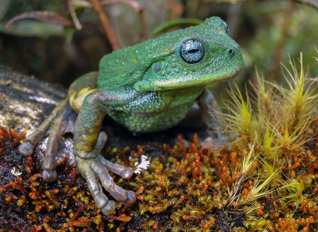 An image provided by Peru's state service for the protection of natural areas of a new species of frog found in Peru's Amazon jungle