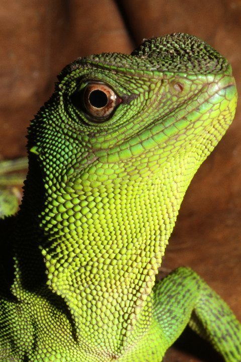 Adult female Amazon Forest Dragon