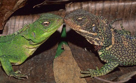 Adult Amazon Forest Dragons, male right.