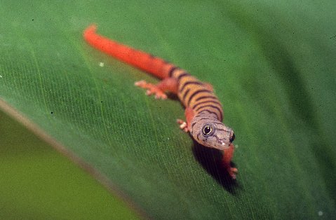 Hatchling Ashy Gecko