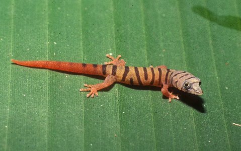 Immature Ashy Gecko