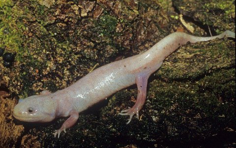  Seldom seen, this is a metamorphosed (adult) leucistic axolotl.