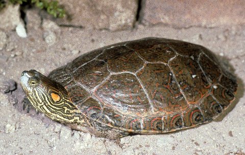   Note the tiny red spot behind the eye as well as the red ear on this adult Big Bend slider.