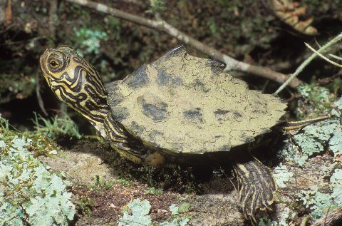 As on this hatchling, accumulated sediment often obscures the shell pattern of Barbour's map turtles.