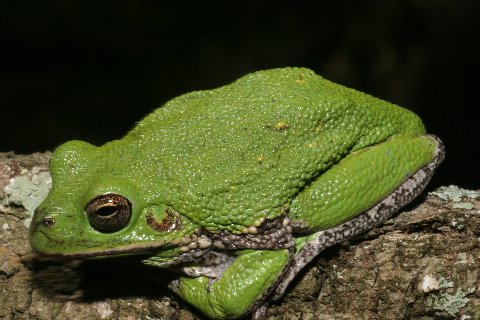  Barking treefrogs are capable of chameleon-like color and pattern changes.