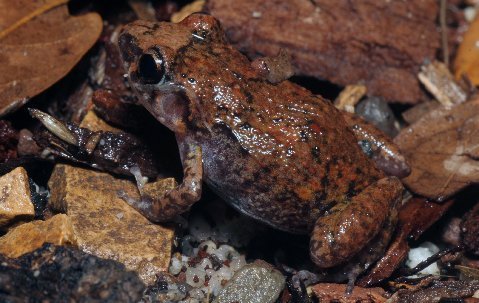 Greenhouse frog, Eleutherodactylus planirostris