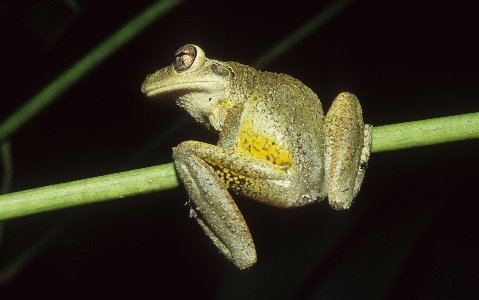 Cuban treefrog, Osteopilus septentrionalis
