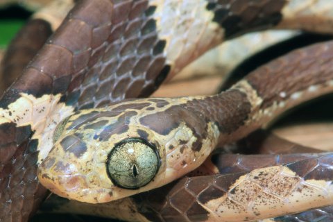 The nocturnal blunt-headed tree snake has bug eyes and elliptical pupils.