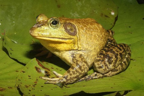 Adult male bullfrogs have yellow throats and tympani (external eardrums) larger than the eye.