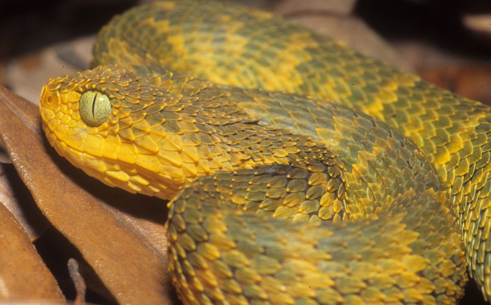 The variable bush viper (Atheris squamigera) is a beautiful, almost dragon  like, snake species that displays a huge variety of colors…