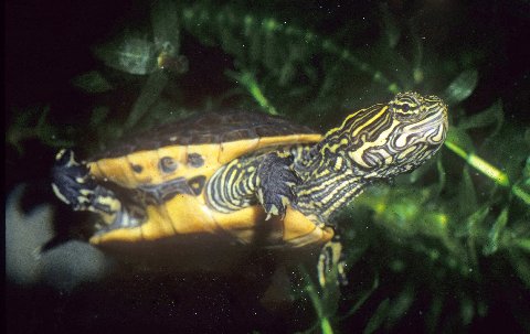 As seen on this juvenile, on chicken turtles the submarginal spotting is restricted to the bridge area.