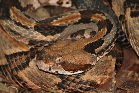 The beautiful canebrake, a woodland rattlesnake, is well camouflaged in natural habitat.