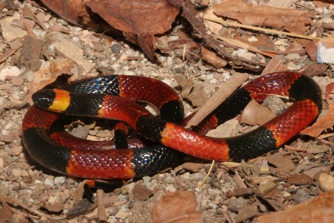  Note the reduced yellow on this southern Florida example of the Eastern coral snake.
