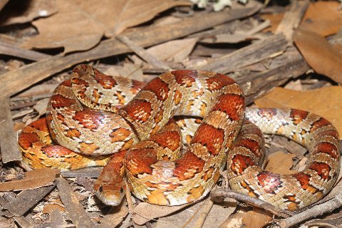 Always a welcome find, I think this to be a beautiful corn snake phase.