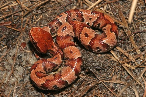 cottonmouth colors prettiest kingsnake neonate normally colored whith those next