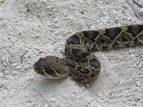 At 30" in length this little eastern diamond-backed rattler is less than one half grown.