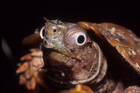 big eyed turtle