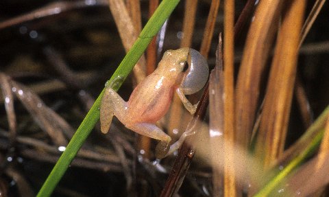 Male little grass frog vocalizing; in situ.