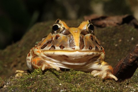 As this Brazilian horned frog grows the supraorbital "horns" will become proportionately longer.