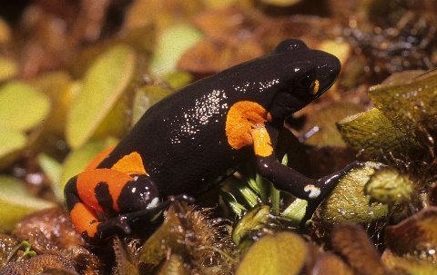 The orange and black pattern of the Harlequin Mantella are characteristic.