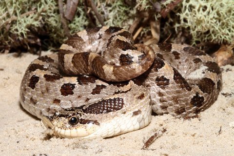 Adult Southern Hog-nosed Snake