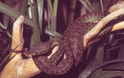 This snake was imported from Thailand in the 1970s as a Kanburian bamboo viper.
