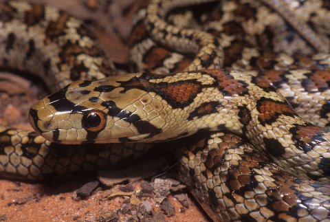Profile of a blotched phase leopard rat snake.