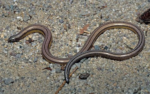 This is the commonly seen color and pattern of the legless lizard in southern California.