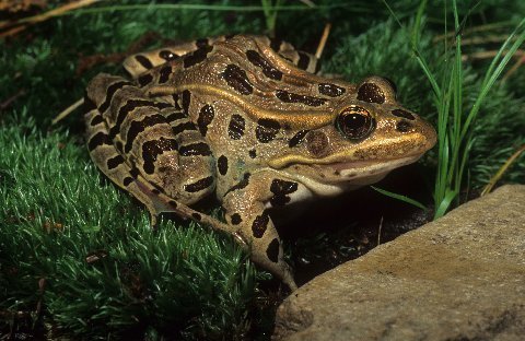 A normally patterned adult Northern Leopard Frog
