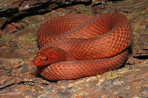 A red phase mangrove salt marsh snake from the Florida Keys,