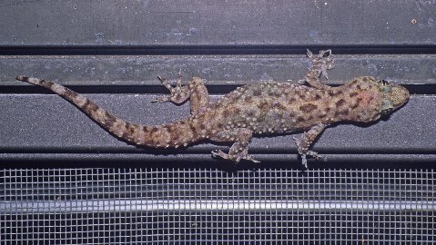 Screens and frames are favored foraging sites.