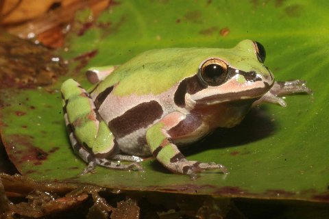 No matter the phase, the dark markings on the sides are typical of the ornate chorus frog.