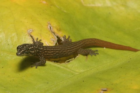The tail of a juvenile ocellated gecko is a shade brighter orange than that of the adult.
