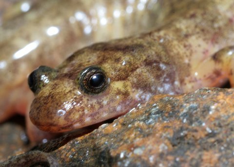 Piebaldism was very evident on this adult seal salamander