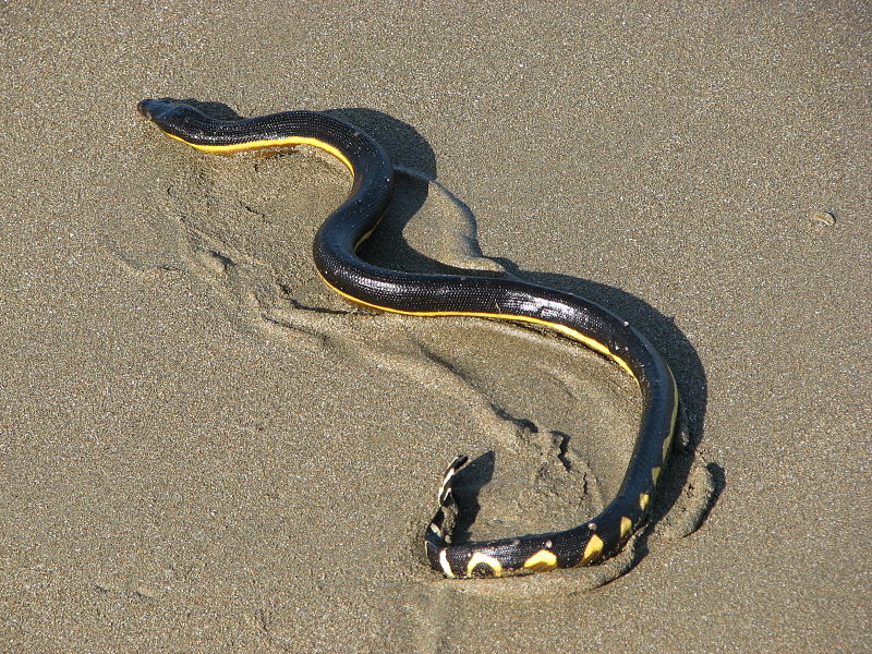 kingsnake blog Kingsnake.com Blog - Sea snakes chronically ...