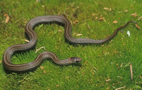 The pair of dark dorsolateral stripes of the Black Hills red-bellied snake are usually prominent.