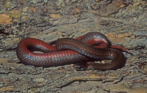 The dorsal color of the Black Hills red-bellied snake may be brown or gray.