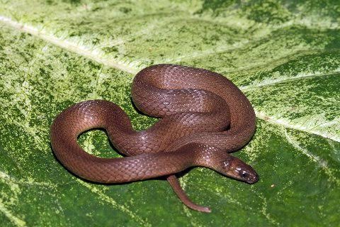 The rough earth snake derives its name from the keeled scales and preferred habitat.