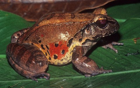 A smoky jungle frog in breeding colors.