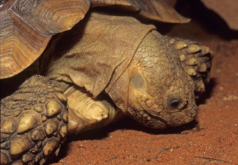 Spurred tortoises are living breathing earth-moving machines.