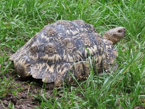 Easily seen in the open, it takes only a few blades of grass to disrupt the outline of many tortoise species.