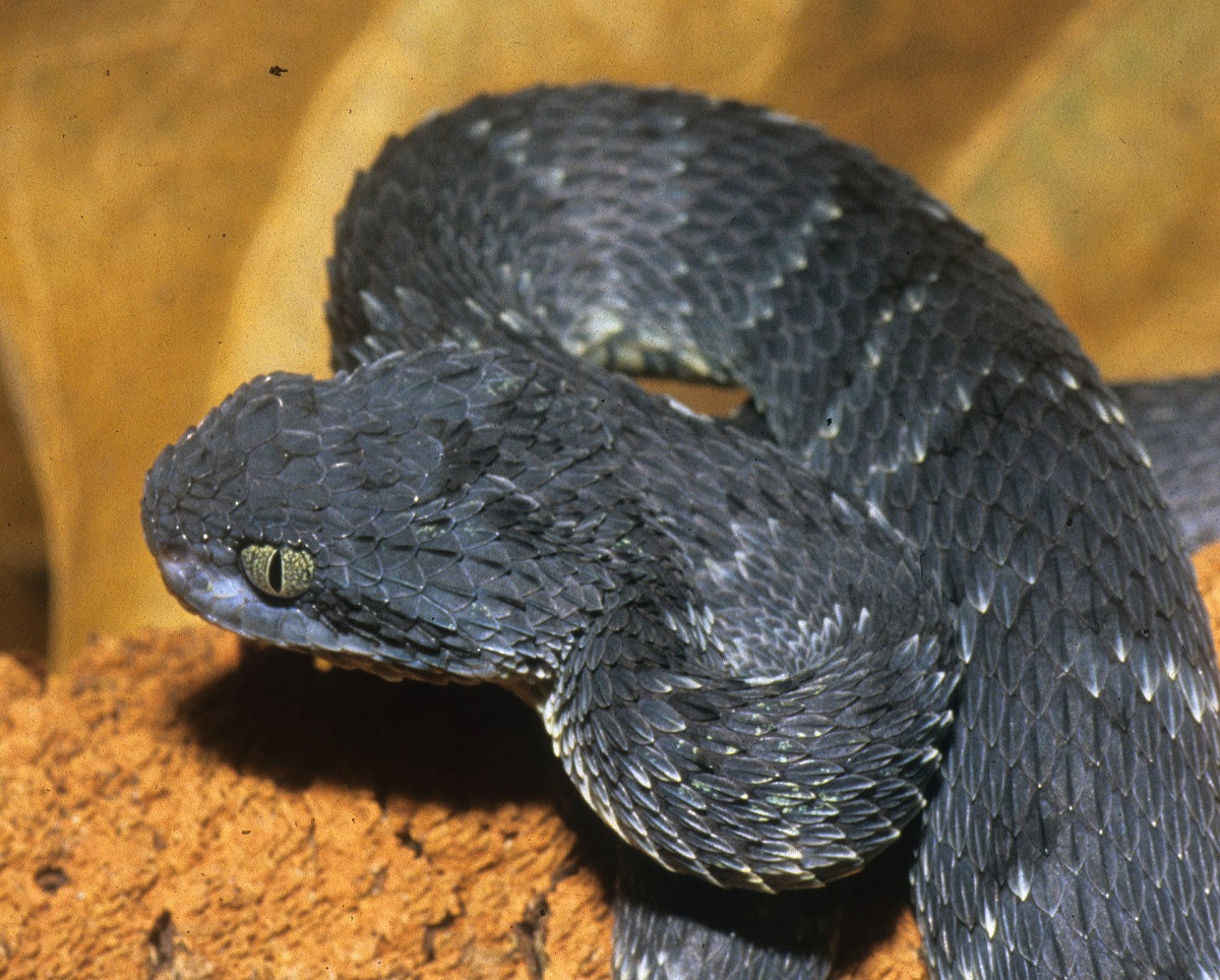 Stock photo of African / variable Bush Viper (Atheris squamigera) captive  from West and. Available for sale on