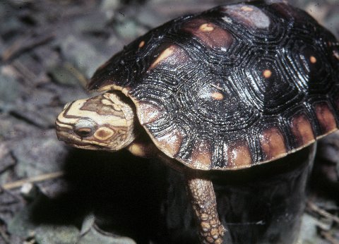 An adult Mexican spotted wood turtle from Colima, Mexico.